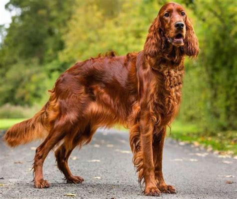  Irish Setter - cm inches - would suit a large size dog collar, bright red would be good or perhaps mustard