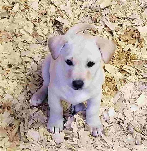  Irvine ISO of chihuaha or small dog Labrador mix puppies need home
