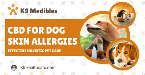  Is CBD for dog allergies effective? Numerous glowing reviews indicate that high-quality CBD for dog allergies is potent