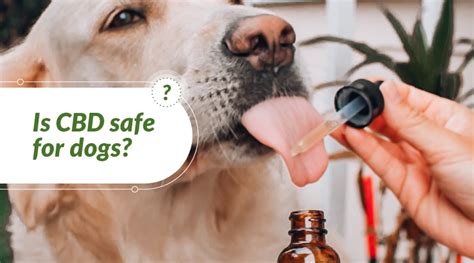  Is CBD safe for dogs and cats? Make sure to check in with your veterinarian before using CBD oil if your dog is on medication, or suffering from a specific medical condition