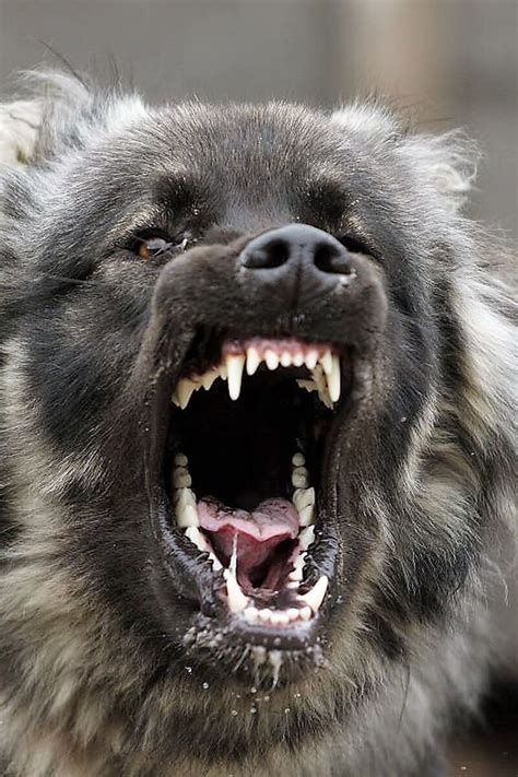  Is a Wolf Shepherd dangerous? If a Wolfdog is uncomfortable, it can attack out of defense