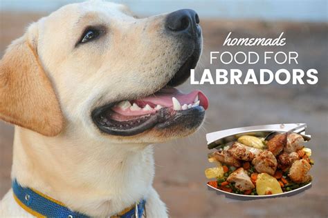  Is homemade food for labrador puppy Great? How To Make? This is the homemade recipe that we use for our Labrador Sinu