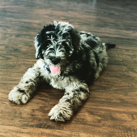  Is the Bernedoodle for Everybody? I would like to think so, but if you do not plan on being with your bernedoodle and keeping it with you, in your home, as part of your home, this is definitely not the dog for you