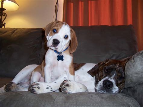  Is training a Beabull difficult? Beagle-Bulldog hybrids enjoy mentally stimulating tasks and challenges, so these dogs are generally easy to train