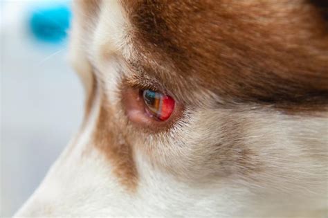  Is your puppy tired and has a bloodshot eye? Yep, not the same as cherry eye