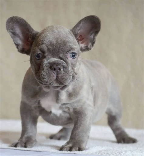  Isabella and fluffy Frenchies are the rarest, most valuable and most expensive from 6, to 12, USD