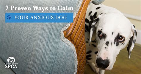  It Helps Dogs With Anxiety The life of a dog might not seem stressful, but many pups suffer from different kinds of situational and behavioral anxiety