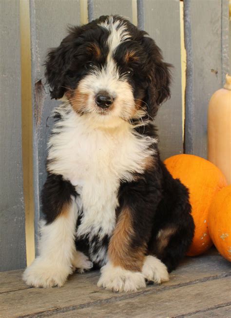  It also creates a very loving, loyal, and happy addition to your family!  Find your Bernedoodle puppy for sale