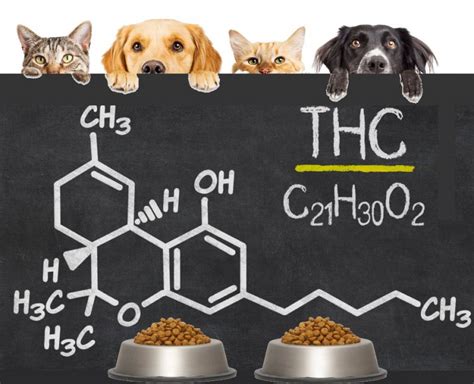  It also demonstrates that the oil contains a low enough level of THC to be safe for cats
