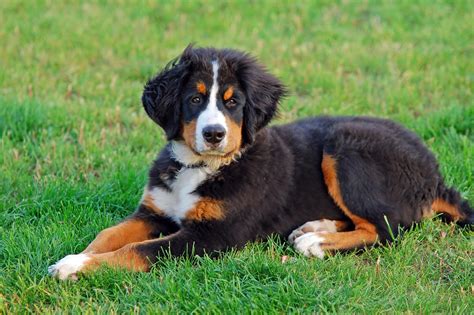  It also helps stabilize some of the health concerns associated with the Bernese Mountain Dog