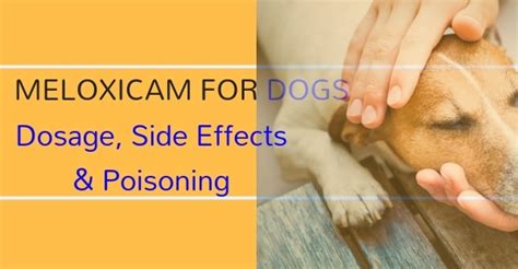  It also usually does not cause significant side effects in dogs with appropriate doses