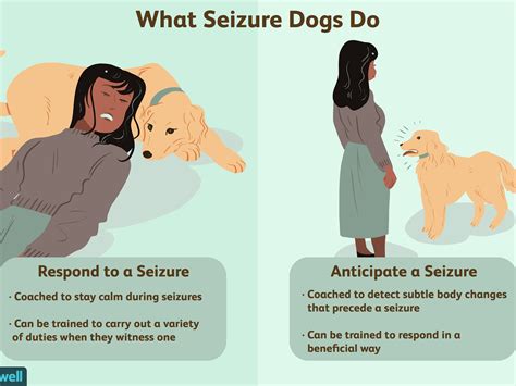  It can also be used to help epileptic dogs reduce the number of seizures they experience