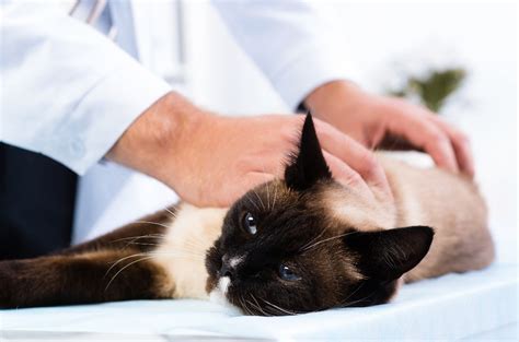  It can also help if your cat is prescribed chemotherapy over a long period of time