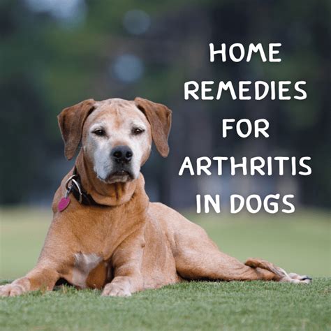  It can also help reduce pain and inflammation - giving a dog suffering from arthritis a better quality of life
