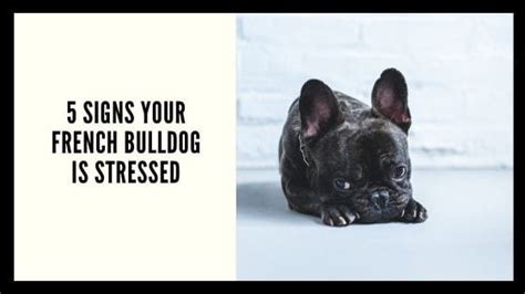  It can be a little difficult to keep your French Bulldog active, but it cannot be stressed enough how important it is to keep up a consistent effort to do so