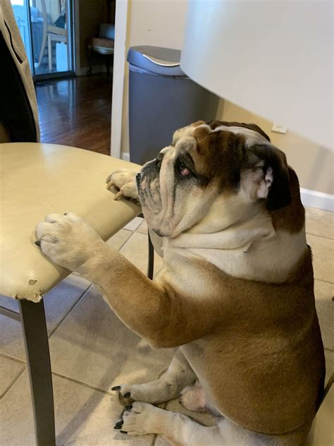  It can be hard to know how a bulldog will react when it comes down to chicken