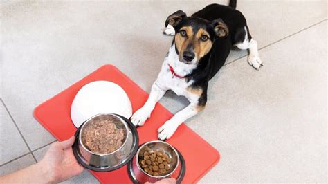  It can be tempting to feed your pup food from the table