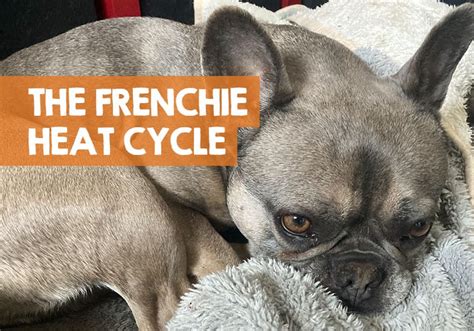  It can take up to 2 years for a French bulldog to develop regular heat patterns