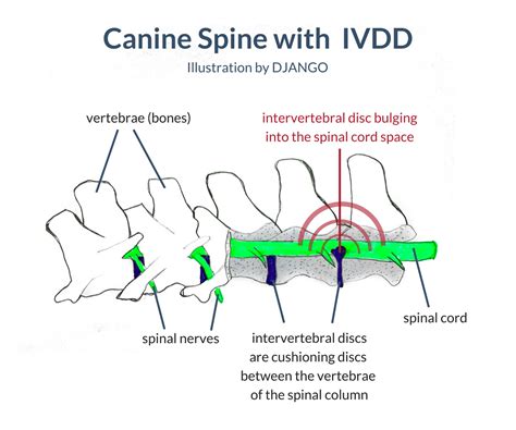  It causes intervertebral disc disease IVDD and other spinal malformations