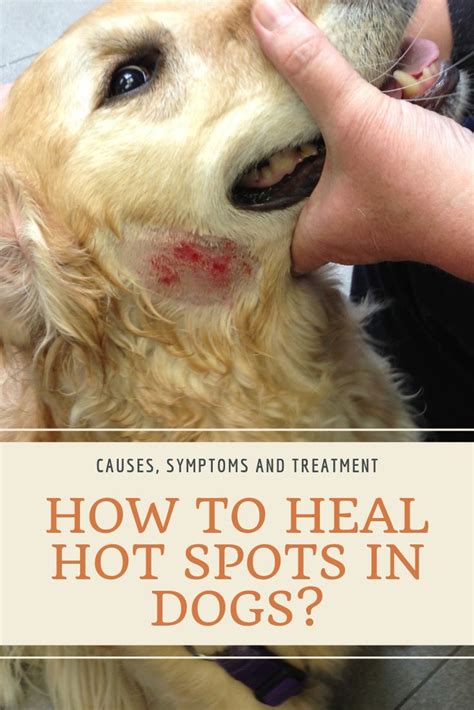  It claims to effectively treat hot spots, but after the first hot spot we found on our cream Frenchie, we decided it was best to always let the vet get a sample of the lesion