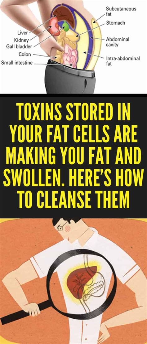  It gets in your fat cells