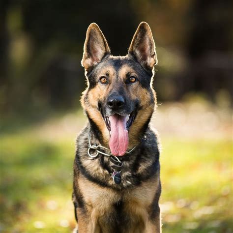  It has become a loyal and protective family pet or an obedient and enduring working dog