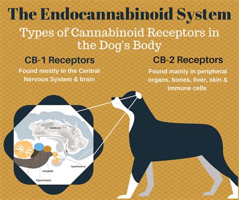  It interacts with the endocannabinoid system ECS in dogs, a complex network of receptors and enzymes that plays a crucial role in maintaining balance and promoting overall health