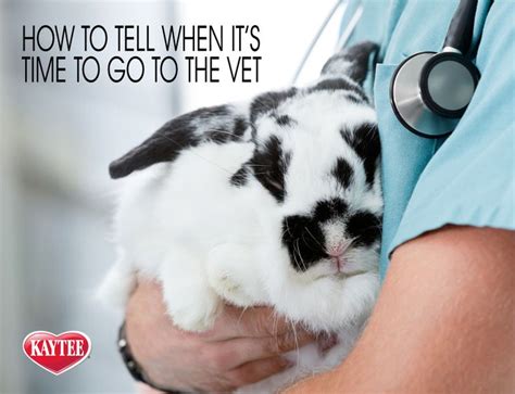  It is, however, always a great idea to consult your vet if you notice any medical changes