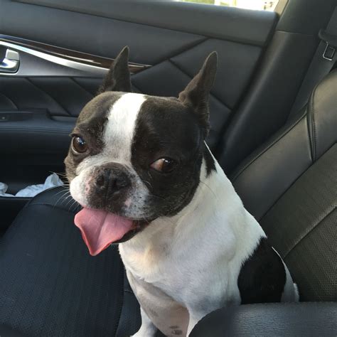  It is a mix between a French Bulldog and a Boston Terrier