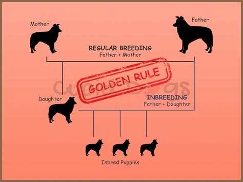  It is a scientific fact, outcross breeding breeding dogs together of different breeds , promotes vastly superior dog-health across a broad range of metrics
