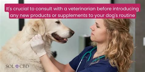  It is also crucial to consult with a veterinarian before starting any new supplement regimen, especially if your dog is taking any medication