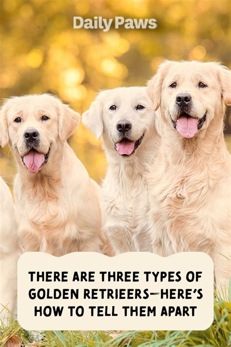  It is also important to understand there are different types of golden retrievers which may affect pricing