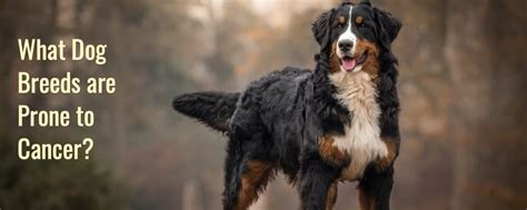  It is also possible that hormones present in all dogs work differently in certain breeds, affecting their tendency for cancer