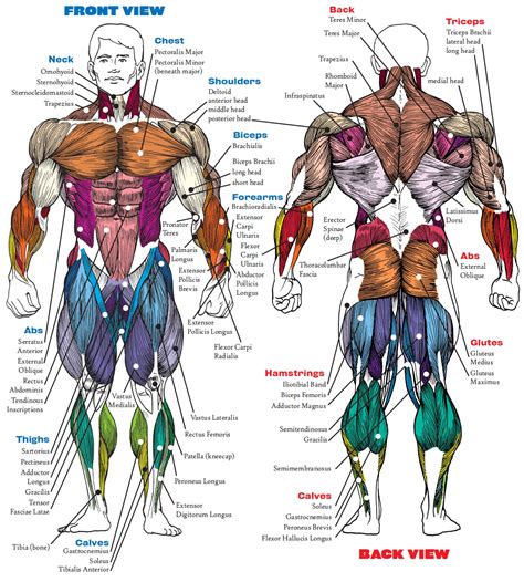  It is also the building block of their muscles