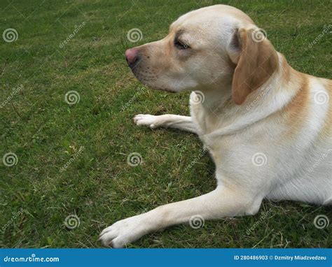  It is among the most commonly kept dogs in several countries, particularly in the European world