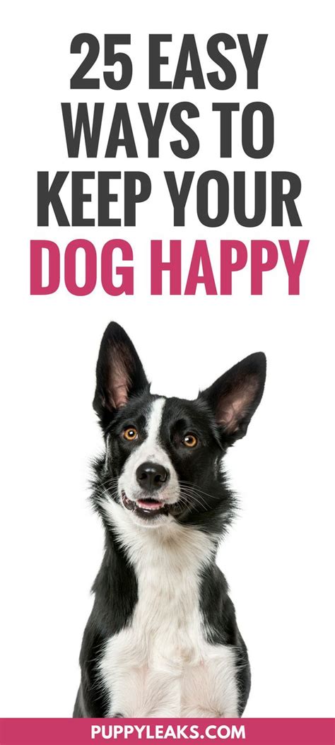  It is an easy way to keep dogs happy and active