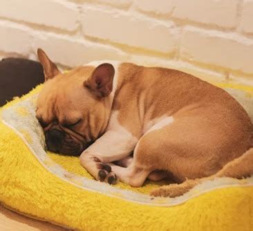  It is because of their love for sleep that many regard Frenchies as a lazy breed