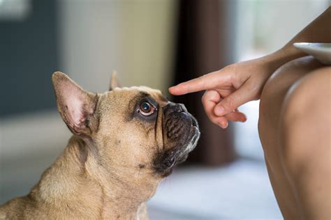  It is common for Frenchies to have runny noses, but that comes with a caveat
