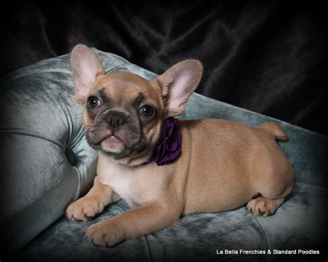  It is common in standard Frenchies, but can also be used to create smaller dogs
