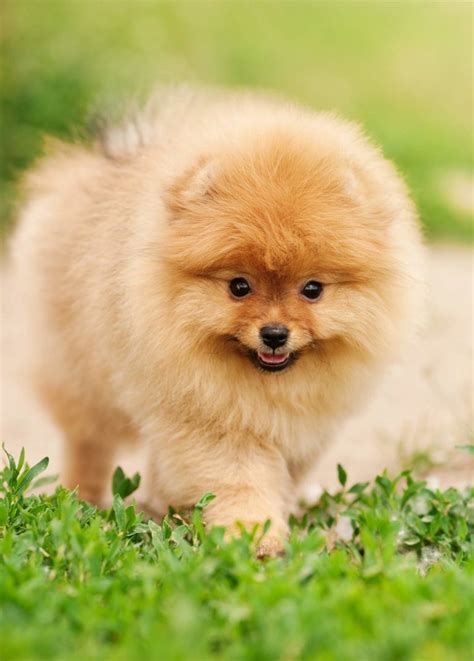  It is considered a toy dog because of its miniature size