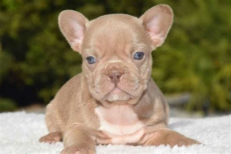  It is critical and essential to find a reputable breeder with good breeding practices especially when considering a rare color Frenchie