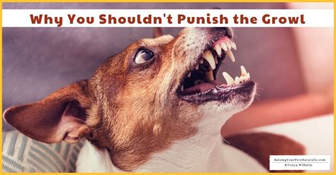  It is crucial to never punish or harm the dog physically for growling, as this can lead to more significant problems