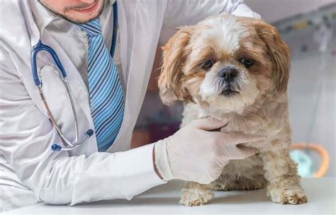  It is crucial to seek veterinary counsel for a correct diagnosis and treatment plan suitable for your dog