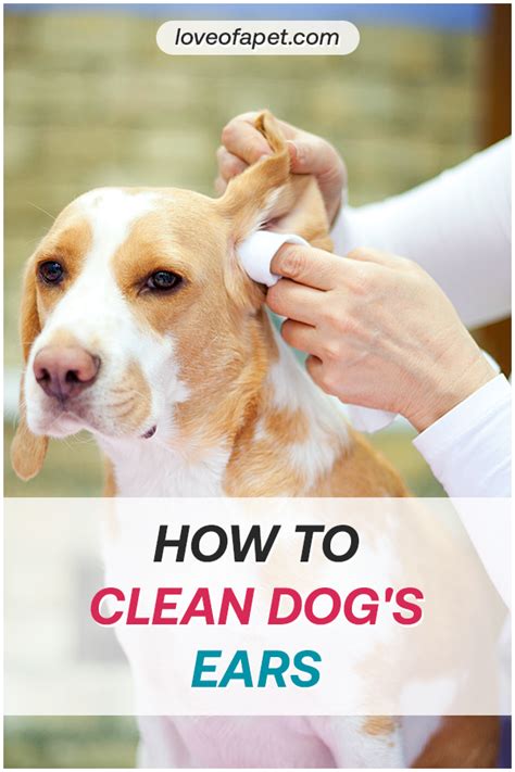  It is essential to clean their eyes and ears regularly with ear and eye wipes explicitly made for canines