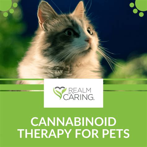 It is essential to consult with a veterinarian who has experience in cannabinoid therapy for pets