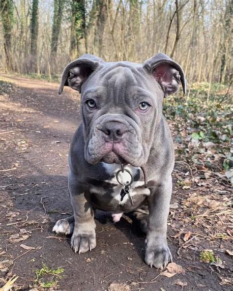  It is going to be very rare to see a blue English Bulldog in any rescue center