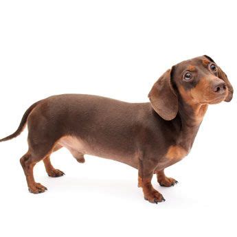  It is hard not to be charmed by the long-backed short-legged Dachshund