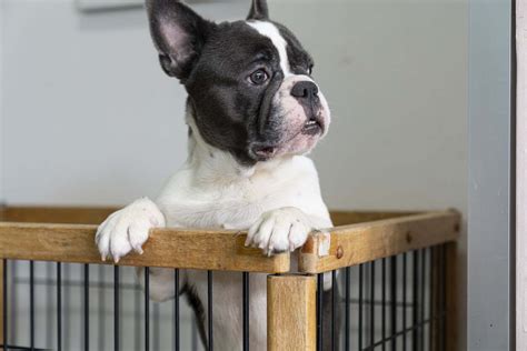  It is important to crate train your French Bulldog puppy even if you plan to give him the freedom of the house when he reaches adulthood