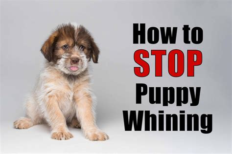  It is important to determine why your puppy is crying or whining so that you can comfort them when they are distressed and attend to their needs