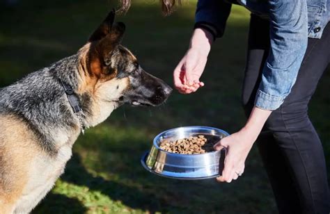  It is important to find out the appropriate feeding amount, frequency, and length for your German shepherd without leaving out one of them